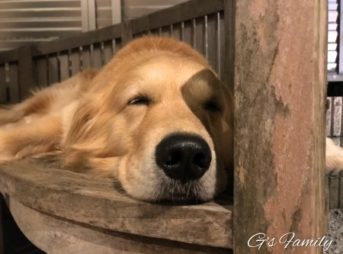 ゴールデン・レトリーバーセナ4歳10ヶ月