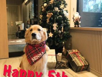 ゴールデン・レトリーバーセナ5歳の誕生日(箱根にて)