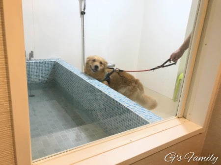 元箱根ルチアの犬用温泉