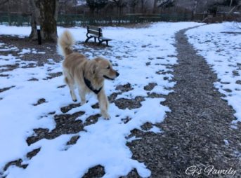 山中湖カーロフォレスタエルフォ