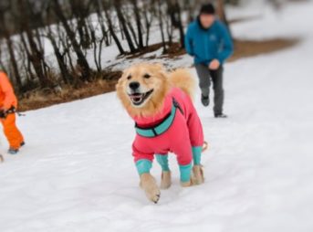 ゴールデン・レトリーバーセナの軽井沢で雪遊び