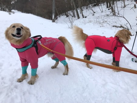 大型犬の雪遊びウェア