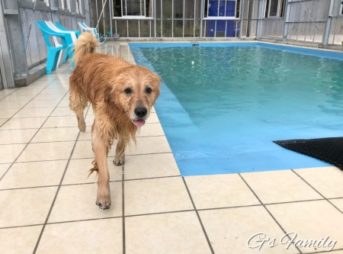 ゴールデン・レトリーバーセナ、ベルハウスのプール