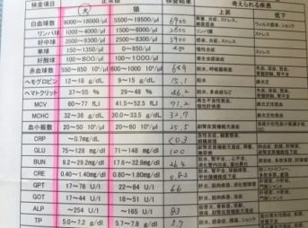 4歳11ヶ月ゴールデン・レトリーバーセナの血液検査