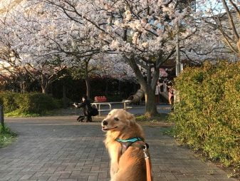 2020年河川敷の桜ゴールデン・レトリーバーセナ