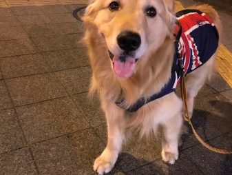 ゴールデン・レトリーバーセナ5歳4ヶ月おめめキラキラ夜散歩