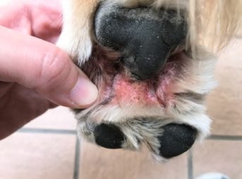 20191210指間炎左の前手