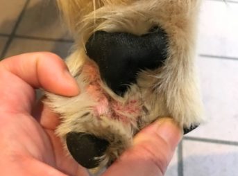 20200622右前の手の指間炎