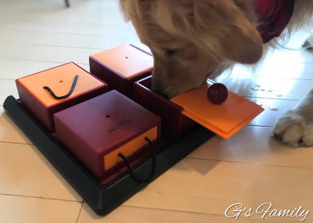 TRIXIE(トリクシー)犬の知育トイポーカーboxで遊ぶセナ