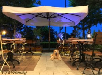 ゴールデン・レトリーバーセナ5歳7ヶ月とカフェで