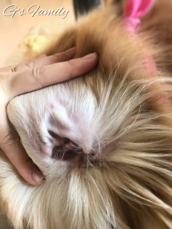 左耳がかゆいゴールデン・レトリーバーセナ5歳7ヶ月