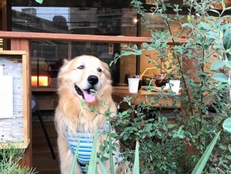 ゴールデン・レトリーバーセナのカフェタイム5歳８ヶ月