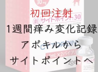 犬のアトピー性皮膚炎の薬「アポキル」から「サイトポイント」に変えた時の痒み記録