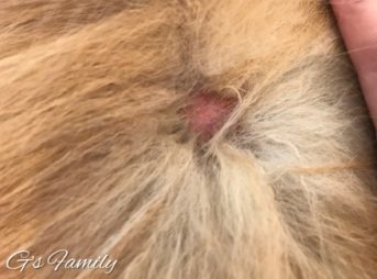 噛み壊しから2日後