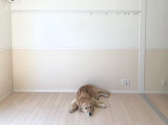 ゴールデン・レトリーバーセナ5歳はじめてのお引越し