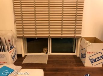 ゴールデン・レトリーバーセナ5歳10ヶ月