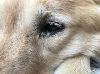 ゴールデン・レトリーバーセナ、黄色い目やに(結膜炎)