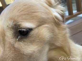 ゴールデン・レトリーバーセナ6歳黄色い目やにの治療