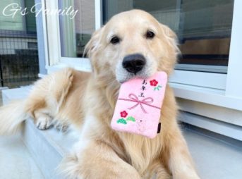 ゴールデン・レトリーバーセナとお年玉おもちゃ