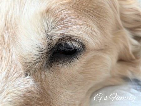 犬の黄色い目やにの治療「抗生物質点眼を1週間した後完治」