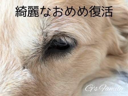 犬の黄色い目やにの治療「抗生物質点眼を1週間した後完治」