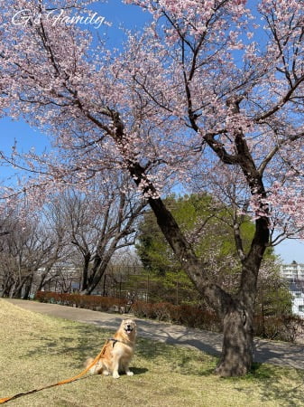 満開の桜とゴールデン・レトリーバーセナ6歳3ヶ月