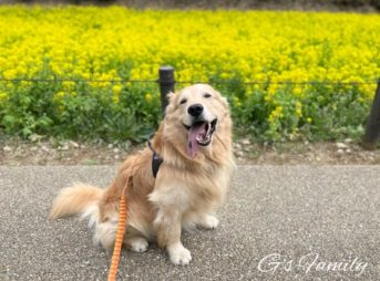 ゴールデン・レトリーバーセナ6歳2ヶ月