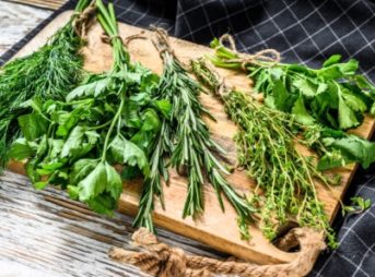 犬の健康によいハーブと薬草