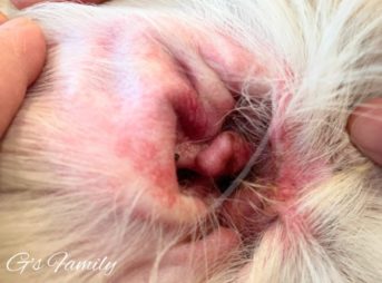 マラセチア皮膚炎外耳炎にかかった耳