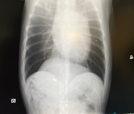 発作的な呼吸器疾患のためのレントゲン撮影(ゴールデン・レトリーバーセナ6歳3ヶ月)
