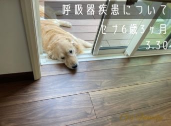 ゴールデン・レトリーバーセナ6歳3ヶ月の呼吸器疾患について