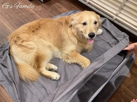 L.L.Beanドッグベッドカウチ】組立・使い心地・お手入れ！気に入って