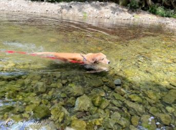 今年初川遊びGolden Retrieverセナ6歳5ヶ月