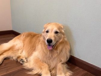 雷が怖くて寝室に逃げるゴールデン・レトリーバーセナ6歳6ヶ月