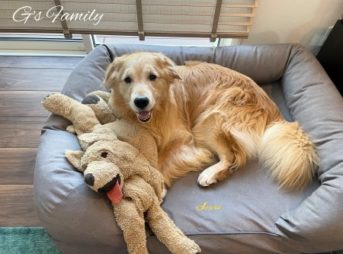 L.L.Bean(エルエルビーン)の「プレミアム・ドッグ・ベッド・カウチ」で嬉しそうにリラックスするゴールデン・レトリーバーセナ6歳6ヶ月