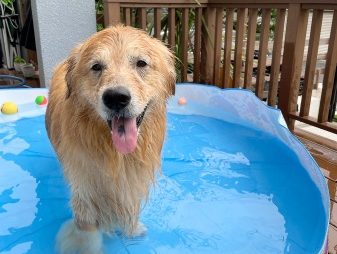 ゴールデン・レトリーバーセナ6歳8ヶ月おうちプール