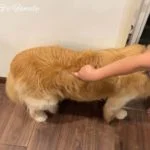 脂肪腫の可能性が高い出来物ゴールデン・レトリーバーセナ8歳7ヶ月