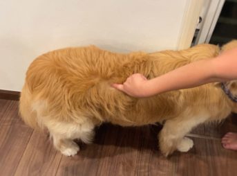 脂肪腫の可能性が高い出来物ゴールデン・レトリーバーセナ8歳7ヶ月