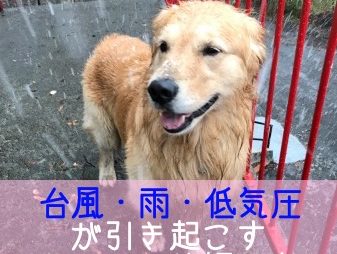 台風・雨・梅雨・低気圧がわんこの体調不良を引き起こす理由
