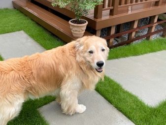 秋らしい気温の日ゴールデン・レトリーバーセナ6歳8ヶ月