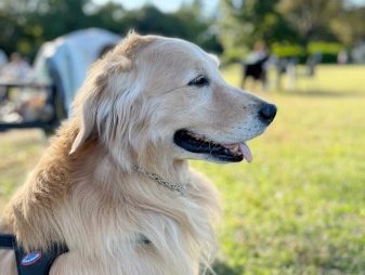 ゴールデン・レトリーバーセナ6歳10ヶ月と秋晴れお散歩