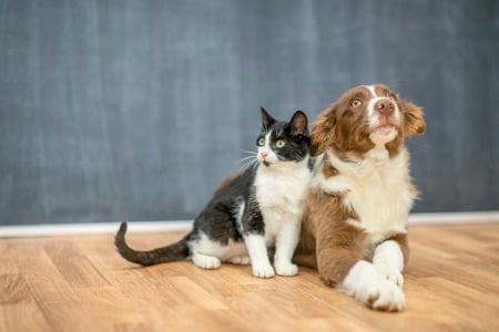 犬と猫ペットの動物