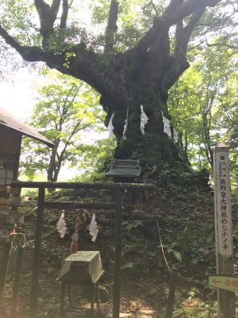 軽井沢の熊野神社の御神木
