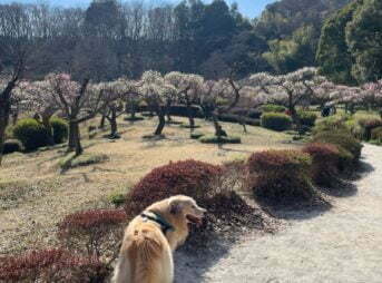 梅の花 いつもの公園で