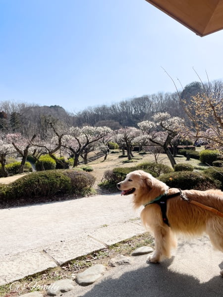梅の花 いつもの公園で セナ8歳