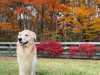 ゴールデン・レトリーバーセナ6歳10ヶ月と山中湖で紅葉