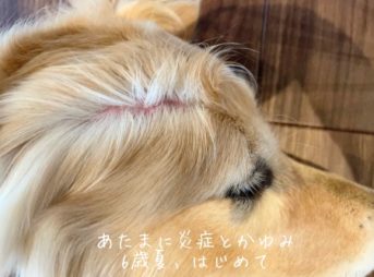 6歳の夏頭の痒みと炎症