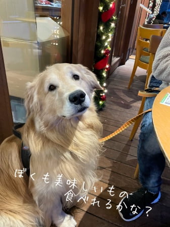 ゴールデン・レトリーバーセナ6歳10ヶ月軽井沢のカフェタイム