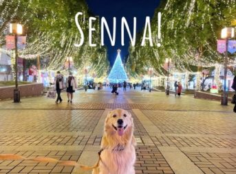 7歳のお誕生日を迎えたゴールデン・レトリーバーセナ