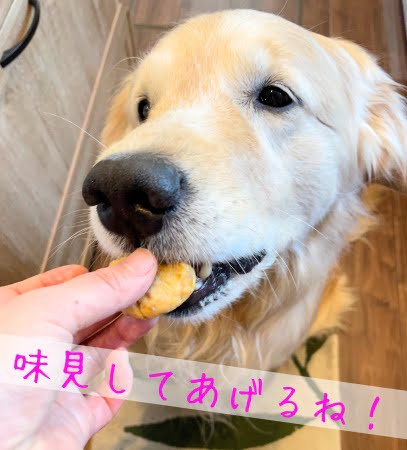 初めての犬用おせち作りの味見をするセナ